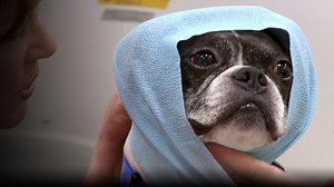 NOVA: Inside Animal Minds