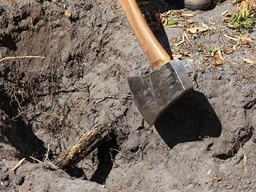 How To Remove a Tree Stump  - Bunnings Australia