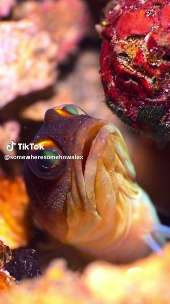 Meet the Solor Jawfish (Opistognathus solorensis) 🐟 — a shy little face peeking out from the coral rubble of Lembeh Strait. It spends most of its time tucked safely in its burrow, built piece by piece with its powerful jaws. If you look closely, you might catch its curious eyes watching the world go by before it quickly darts back into hiding. Nature’s tiny engineer, perfectly camouflaged in the rubble 🌊✨