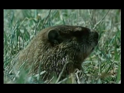 CBC on SCTV: Hinterland Woodchuck/ Monday Night Curling - 1983