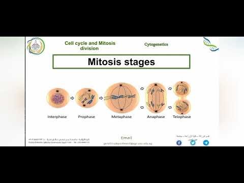 Section 3 cytogenetics