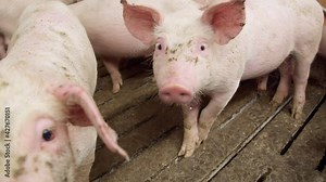 pigs on livestock farm, pigs farm, livestock farm. Modern Agricultural Pigs Farm