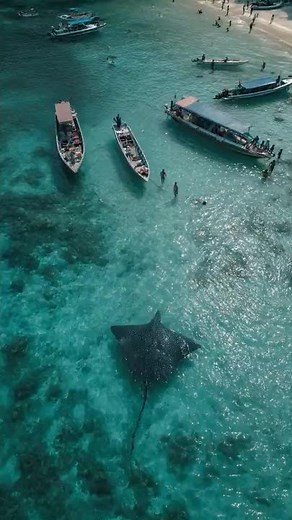 SCARY 60-Foot Giant Stingray Circles Phuket Coast, Thailand
