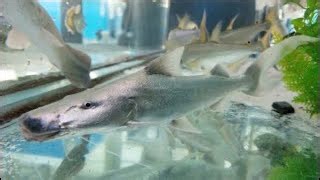 Ultra metallic fish becomes my new pet