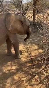 5.5K views · 502 reactions | An elephant’s trunk is a marvel of...