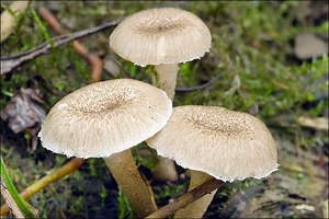 Lentinus tigrinus - Alchetron, The Free Social Encyclopedia