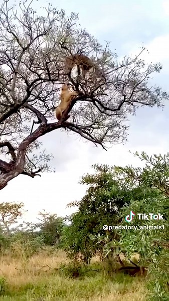 Lions Hunt Jaguars: A Wildlife Showdown in the Animal Kingdom