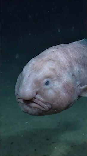 The Deep Sea Fish That Looks Unreal