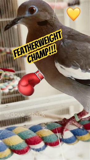 😆 Is MYRTLE the next ROCKY?! #dove #pigeon #birds #cutebirds #funnybirds #pigeonbird #birdspecies