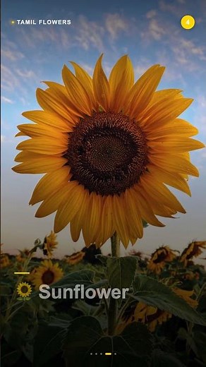flowers tamil #tamilbasics #tamilthroughenglish #learntamil