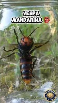 Conheça a VESPA MANDARINA GIGANTE! 🐝 #curiosidadesem1minuto #curiosidades