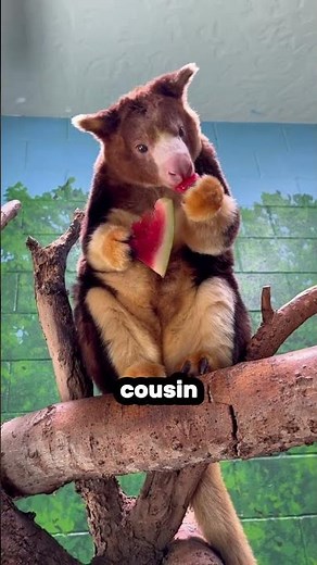 Scientists Rediscovered This Adorable Animal After 90 Years