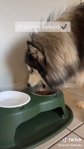 What to Do if Your Husky Mix Won't Eat Dog Food