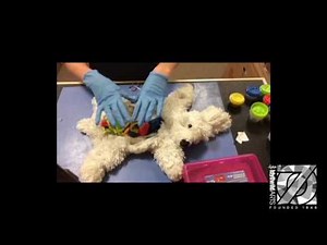 How to dissect a rabbit