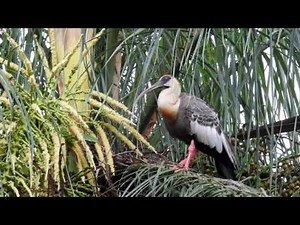 CANTO da CURICACA (THERISTICUS CAUDATUS), BUFF-NECKED IBIS, DESPERTADOR, CURUCACA, CURICACA-COMUM.