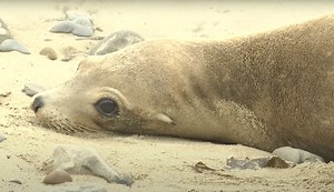 Toxic Algal Blooms Sickening Sealife in Southern Calif.