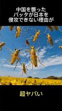 中国を襲ったバッタが日本を侵攻できない理由が超ヤバい #雑学 #動物 #虫