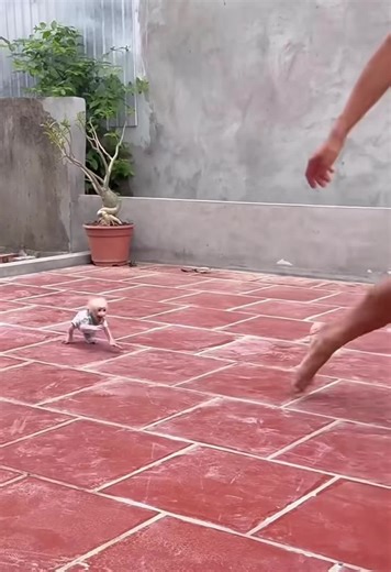 Baby Monkey Enjoys Playful Exercise Time