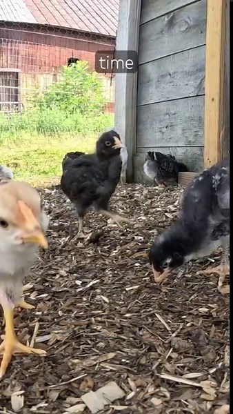 Discover the essential reasons to compost everything on a farm