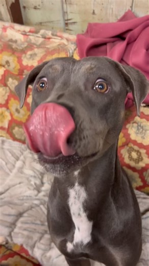 @brown_people_love_animals_too | I am in tears making this❤️😭 Mama Riley is officially adopted. It is a perfect fit! She loved her foster siblings but is obsessed with her... | Instagram