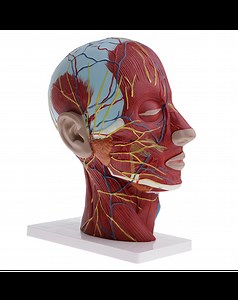 1:1 Human Head Neck Model Medical Anatomy
