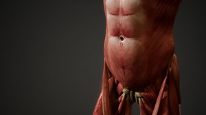 Muscular System of human body animation