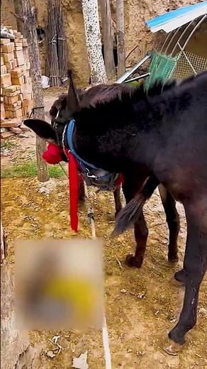 Funniest Donkey Ever Donkey Training the fun way
