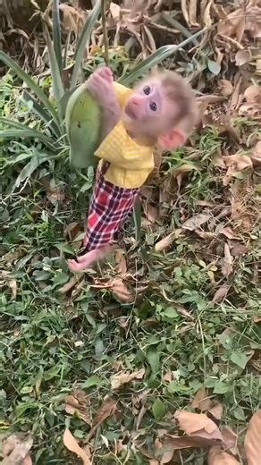 Baby Monkeyz on Instagram: "Baby monkey hanging from a mango. . . . . . #BabyMonkey #MonkeyLovers #viral #reels #trending #photography #fbreelsfypシ゚viralfbreelsfypシ゚viral #fbreels2025ツ #fbreelsvideo"