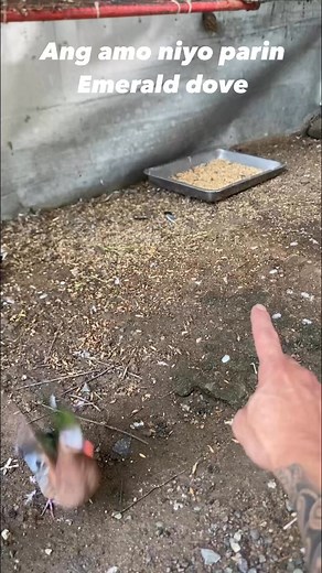 6.7K views · 107 reactions | Emerald dove and red turtle dove | wild doves #wildanimals #birdlovers #emeralddove #reels2025 #fypchallenge @highlight | Wild Keepers | Facebook