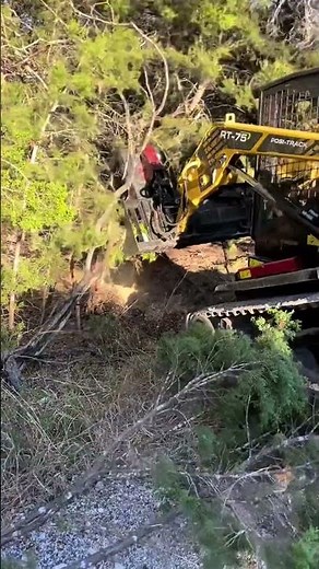 Clearing the Right Trees at the Right Time: Building the Perfect Pathway When it comes to clearing