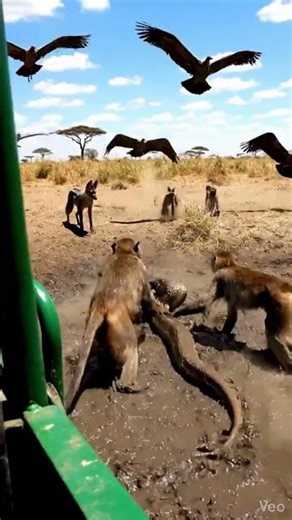 A python coils around a monkey in a rainforest tree