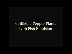 How to Fertilize Pepper Plants Using Fish Emulsion | Tyler Farms