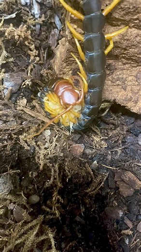 68K views · 387 reactions | This is a female red-headed centipede,...