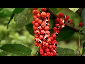 Globo Rural - As plantações do Guaraná da Amazônia (12/01/2020)