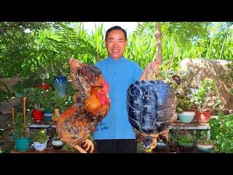 GIANT Snapping Turtle Stewed with Rooster – Firm, Collagen-Rich & Delicious!