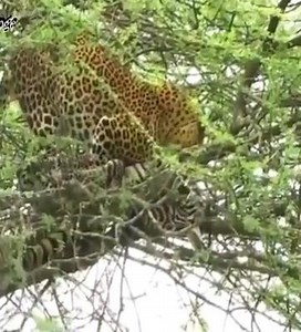 zebra - the delicious prey of the leopard | Eagle Cam