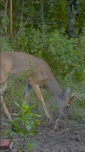 What Do Deer Really See? Secrets Revealed! #deer #hunting #precisionrifle