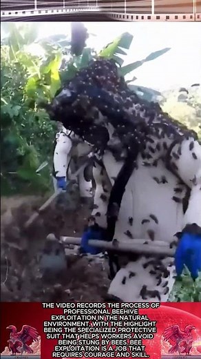 Secrets to Safe Bee Hive Exploitation || Unique Bee Catching Profession