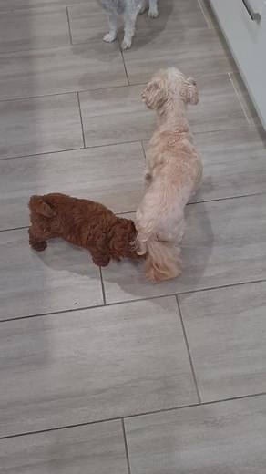 Wally pulling Barney's tail 🤣🤣