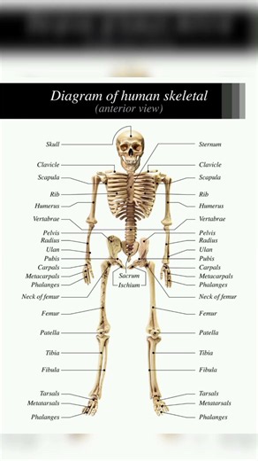 Human Skeleton System Labeled Structure 🦴