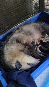 Moved mom opossum and babies outside on linai. Check out how big babies. Mom is healing she still has trouble with shoulder area but otherwise doing great. She is Always sleeping when I film barbies because this is when I get the best view of them when she wakes up she always looks a little startled Believe me she's content and doing great | Little Bit Wildlife Rescue