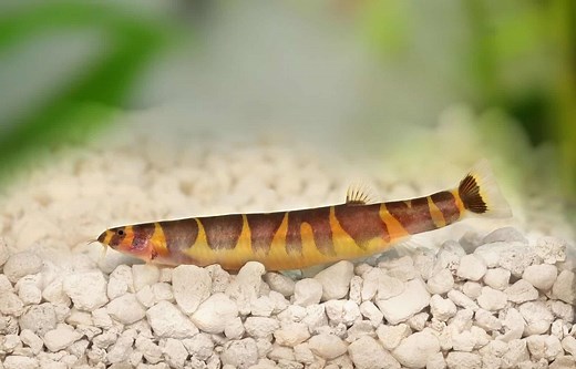 Kuhli Loach Care Guide: Tank Mates, Tank Setup, Breeding, Diet & More
