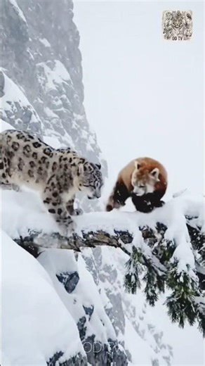 The Bravest Little Hero! Red Panda vs. Snow Leopard! 🐾❄️#wildlife #wildlifeentertainment #shortsfeed