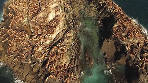 Metlakatla Drone - Eulachon predator study