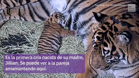 Adorable bebé tigre nace en el Zoológico de San Diego