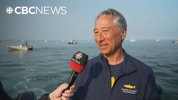 Millions of salmon entering the Fraser River as they travel to their spawning grounds