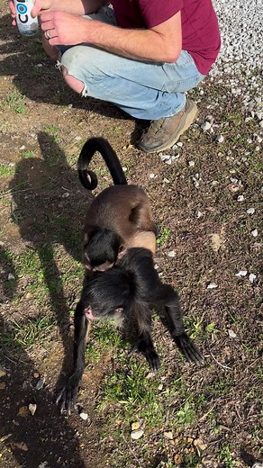 Somebody get this monkey off my back💜🤣🐒 #monkey #funny #freeloader #hitchingaride #goodtimes #outside | Our Life Adventures