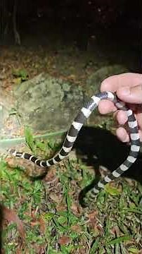 Bandy Bandy | Australia's Alien Snake