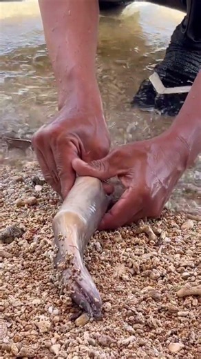 Eel Adventure #fishing #fish #marinemystery