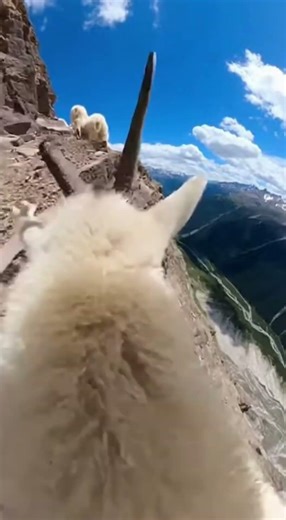 Mountain Goats POV: #goat #chill #asmr